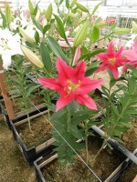 [4333 Viviana TL VZ No01.JPG]